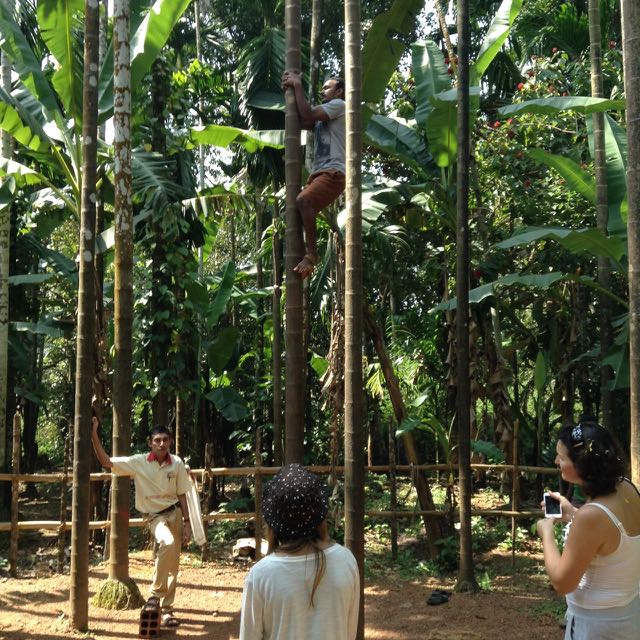 climbing for betel nuts