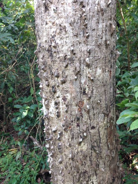 thorns on trunk
