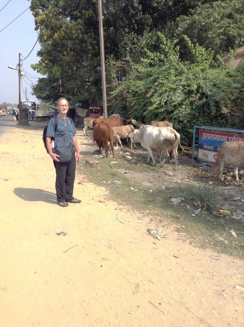 John and cows in Haridwar