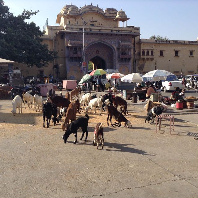 feeding goats in Jaipur