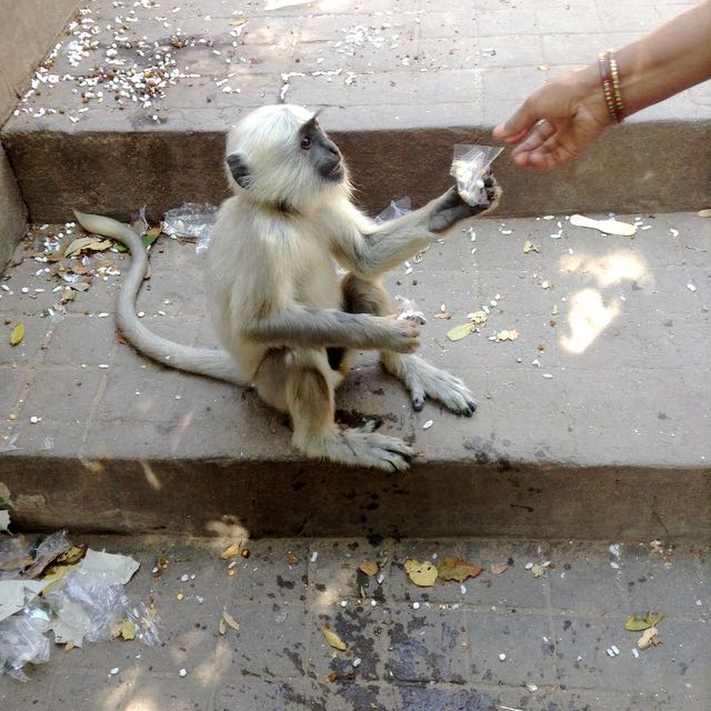 Another langur