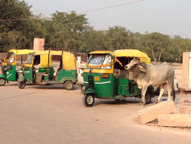 Holy cow eating Diwali decorations
