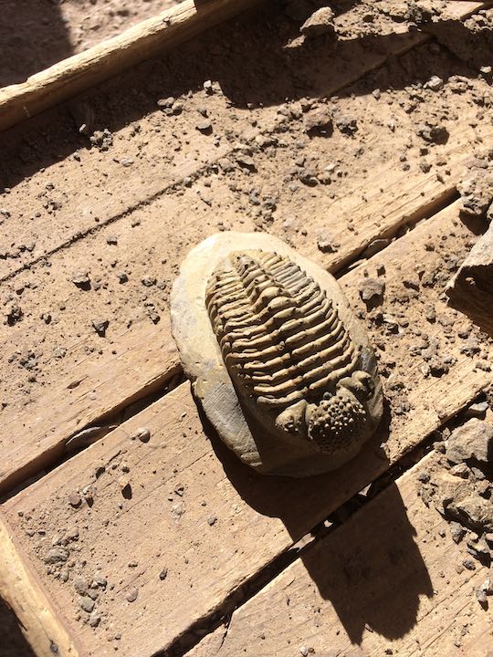fossil factory - trilobite fossil