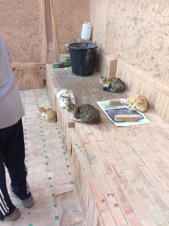 Ourzazate: cats at Taourirt Kasbah