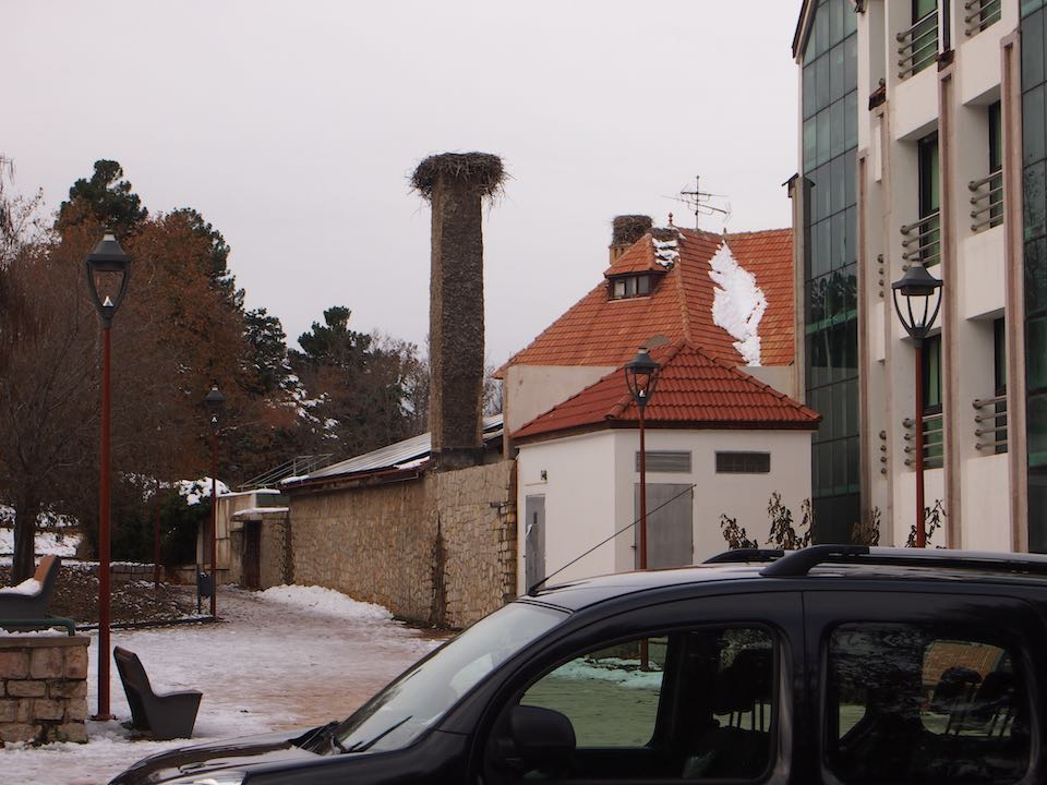 Storks nest in Ifrane, Atlas Mountains