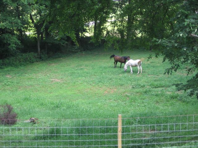 Phaser and Candy in Tennessee